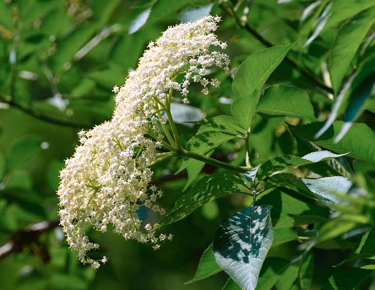 Cây cơm cháy có chùm hoa như tuyết