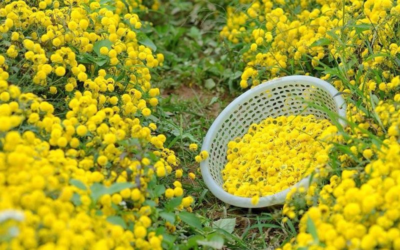 Cây cúc hoa vàng là vị thuốc rất tốt cho sức khoẻ