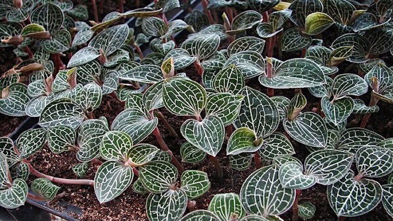 Cây lan kim tuyến có lá sọc vân rất dễ nhận biết