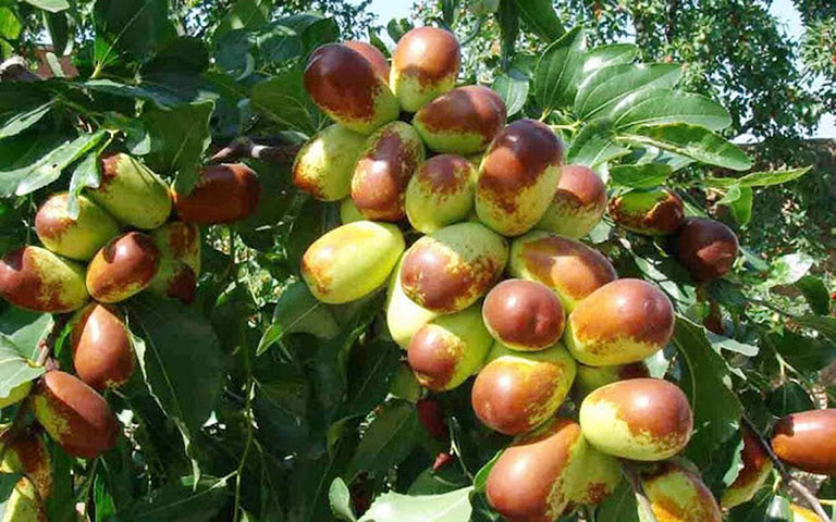 Cây đại táo từ lâu đã rất quen thuộc trong lĩnh vực y học