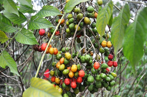 Cây dâu da xoan là loại cây quen thuộc với bà con ở vùng quê