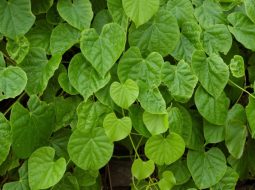 Dây ký ninh giảm sốt rét hiệu quả