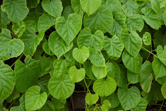 Dây ký ninh giảm sốt rét hiệu quả