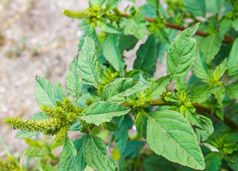 Đây là vị thuốc rất dễ sử dụng