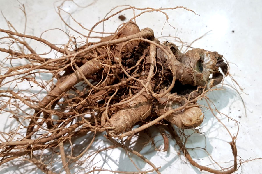 Củ tam thất dùng được trong rất nhiều bài thuốc khác nhau