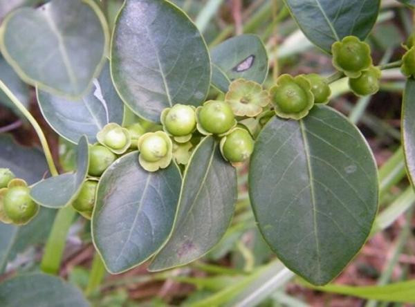 Bồ cu vẽ có thể trị mẩn ngứa ngoài da