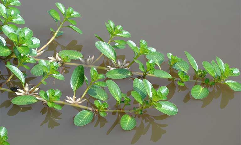 Cây dừa nước thường mọc ở ao hồ, đầm lầy