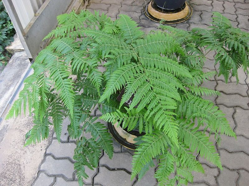 Cây cẩu tích còn gọi là cây lông cu li