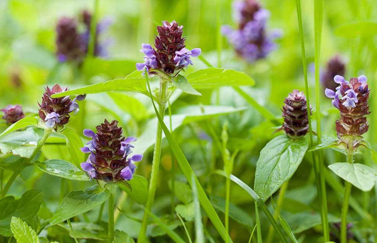 Cây hạ khô thảo được sử dụng chủ yến phần cụm hoa