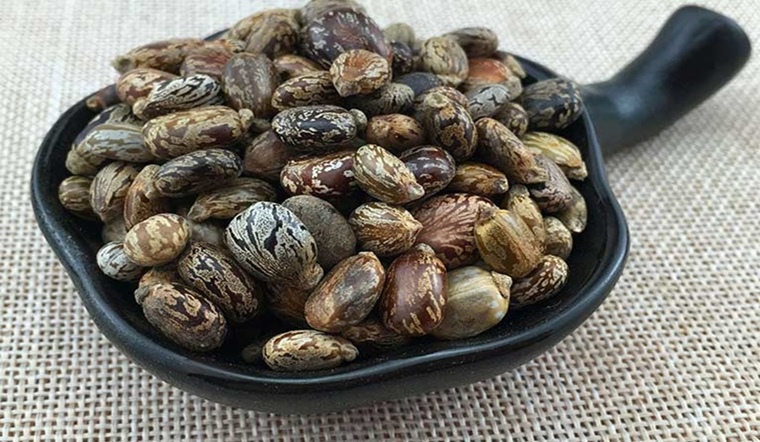 Thầu dầu có thể dùng cả lá hoặc hạt