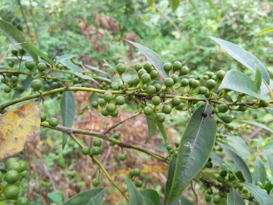 Cây hồ tiêu rừng không chỉ là gia vị mà còn là vị thuốc rất tốt