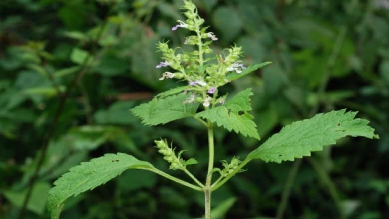 Cây hoặc hương núi là loại cây thân thảo