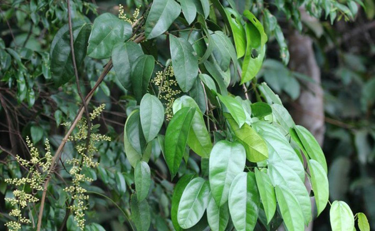 Cây hoàng đằng là loại cây thân dây leo