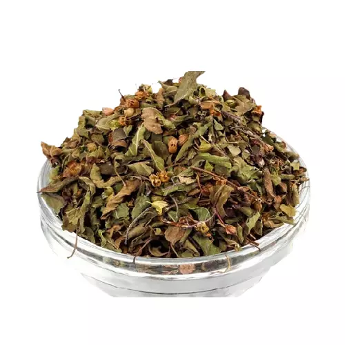 Cây hương nhu tía được ứng dụng trong nhiều bệnh lý khác nhau