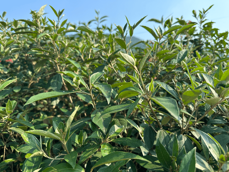 Cây khổ sâm mọc hoang và cũng được trồng khá nhiều