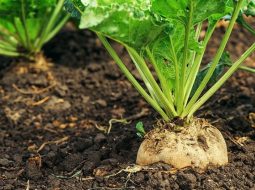 La bạc tử thực chất là hạt già phơi khô của cây củ cải