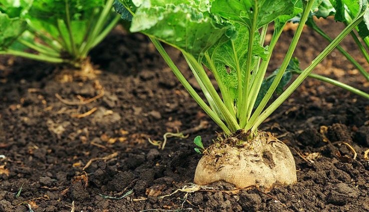 La bạc tử thực chất là hạt già phơi khô của cây củ cải