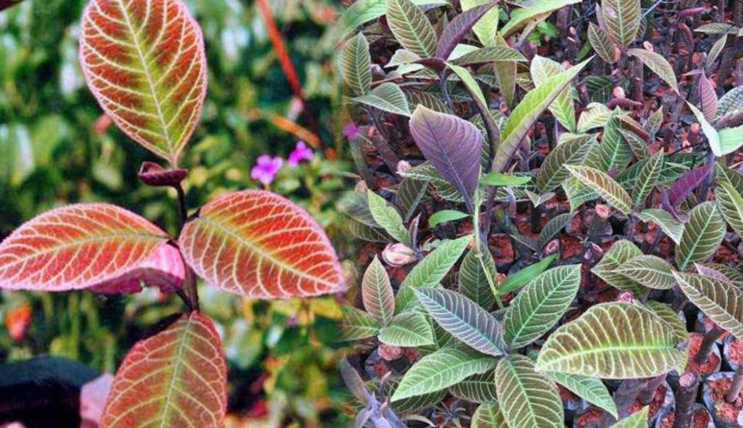 4 bài thuốc nam trị trào ngược dạ dày thực quản tại nhà hiệu quả