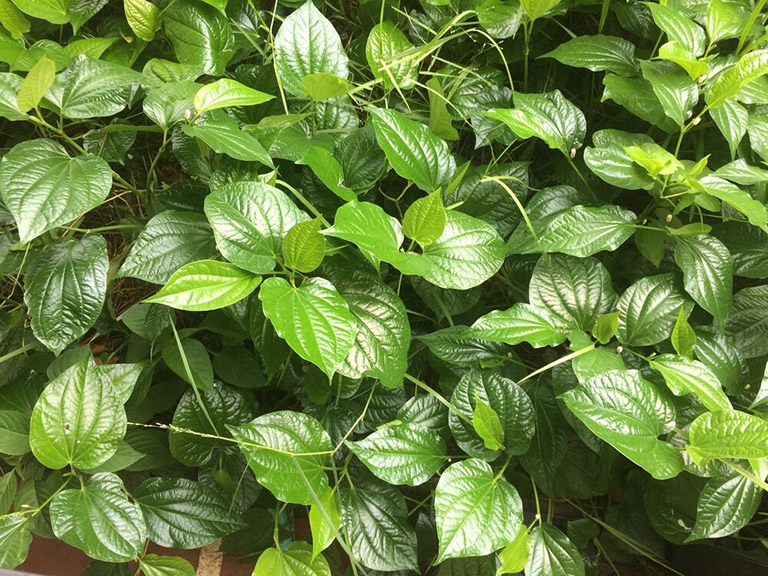 Lá lốt chữa đau thần kinh tọa: Mẹo hay từ vườn nhà bà con chớ xem thường