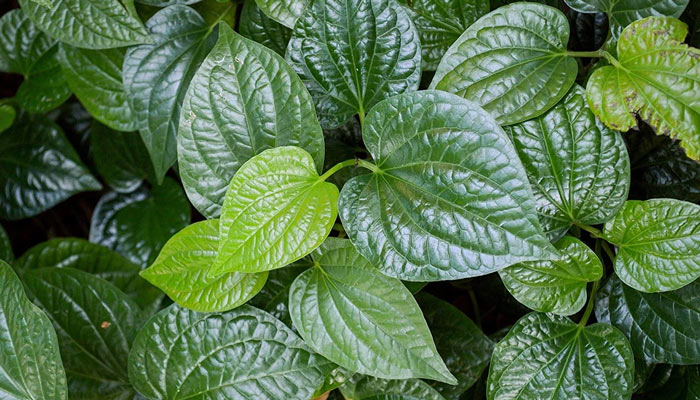 Cách chữa viêm đa khớp tại nhà bằng thuốc Nam: Lời dặn từ tâm của Lão Tuấn