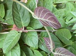 Lá mơ lông chữa bệnh đường ruột: Mẹo hay giúp bụng dạ an yên