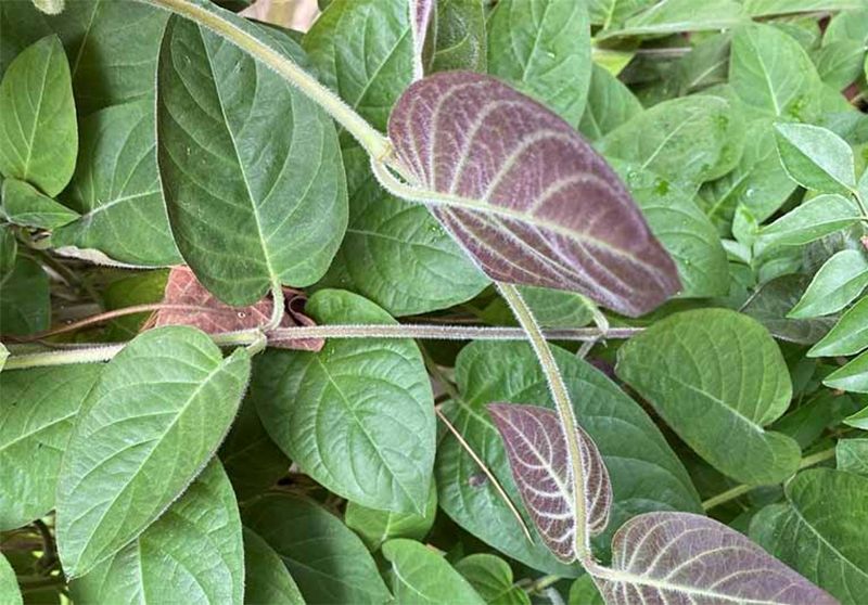 Lá mơ lông chữa bệnh đường ruột: Mẹo hay giúp bụng dạ an yên