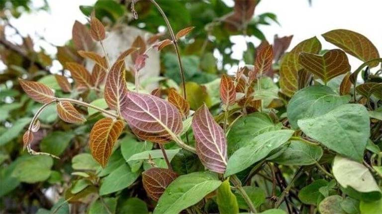 Lá mơ lông – "Vị thuốc" quý trong vườn nhà giúp xoa dịu hội chứng ruột kích thích