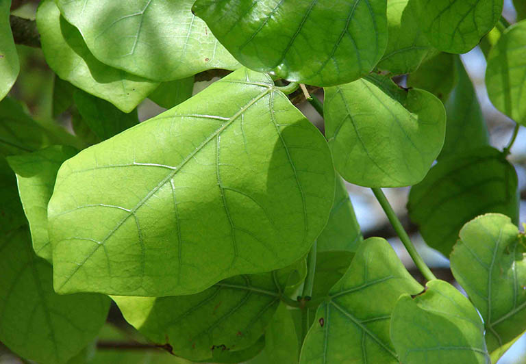 Lá vông chữa mất ngủ: Mẹo dân gian dùng đúng cách để ngủ ngon, an thần