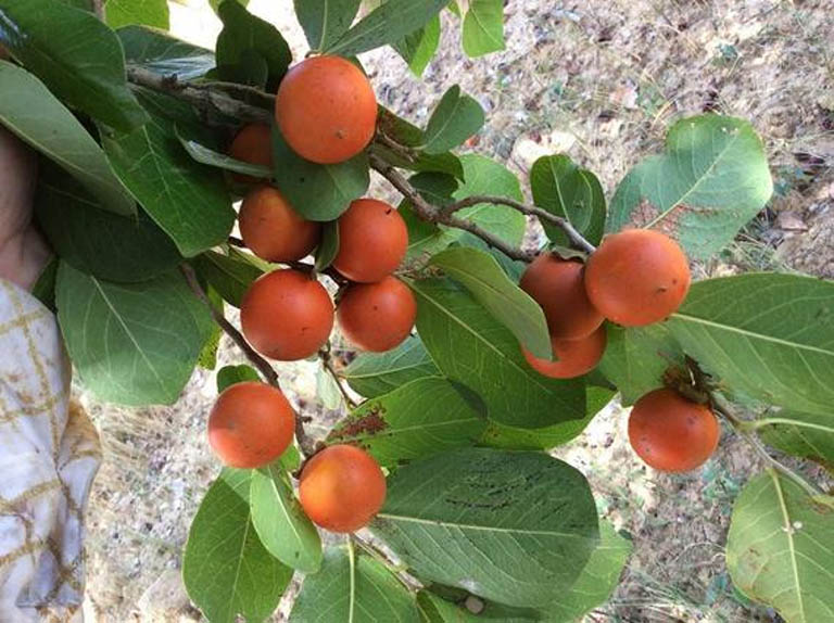 Cây mã tiền là dược liệu rất phổ biến hiện nay