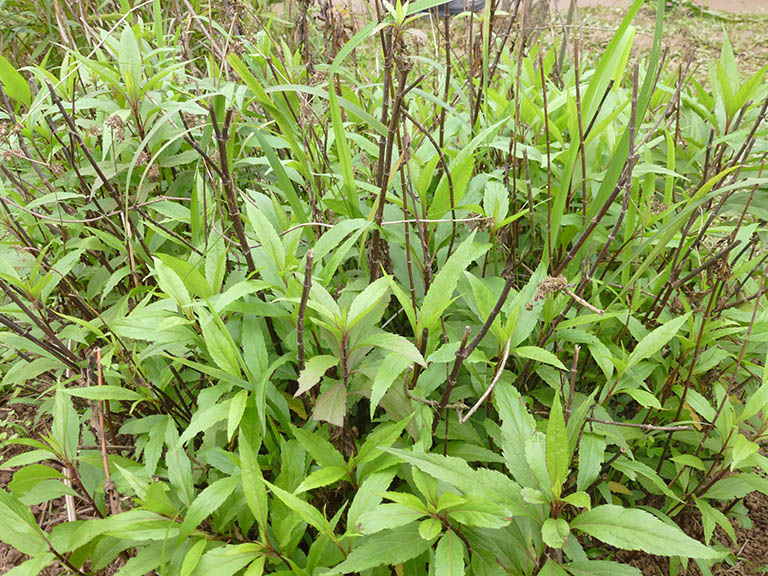 Bà con dùng mần tưới chữa mẩn ngứa rất tốt