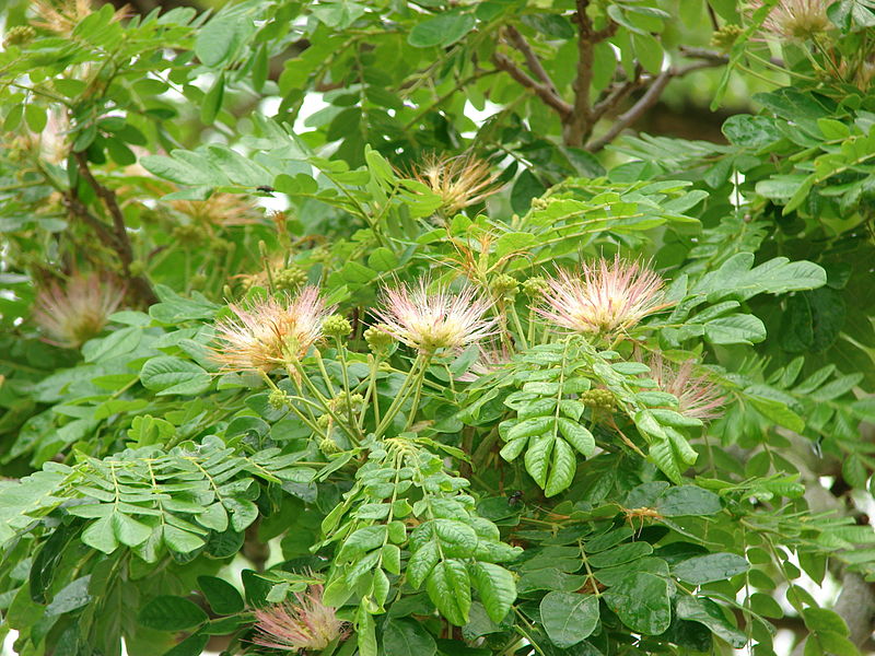 Cây muồng ngủ cũng là vị thuốc quen thuộc của bà con