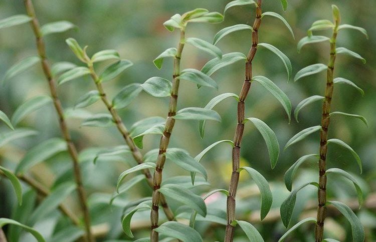 Cây thạch hộc xuất hiện khá nhiều ở vùng núi phía Bắc