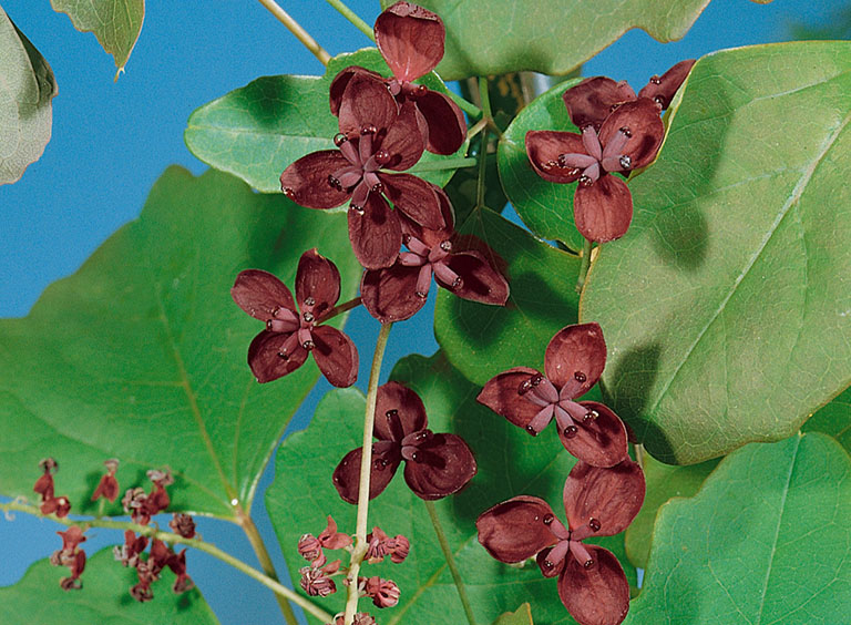 Cây mộc thông là vị thuốc được dùng rất phổ biến