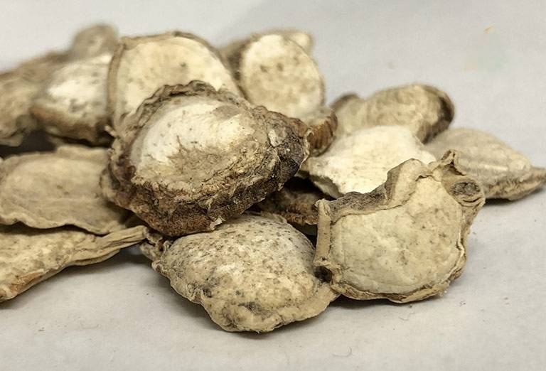 Ngải tiên được dùng cho nhiều bệnh lý khác nhau