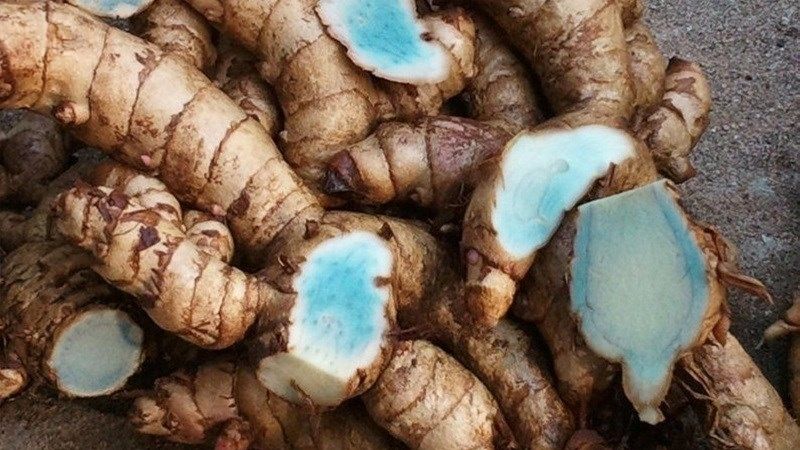 Nghệ đen cải thiện tốt các bệnh lý về dạ dày