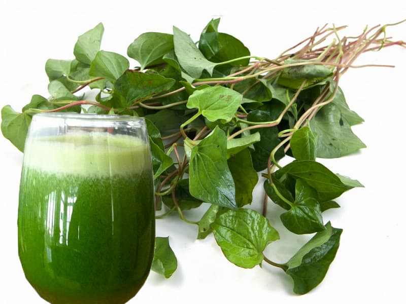 Rau diếp cá trị mất ngủ: Mẹo dân gian quý giúp bà con ngủ ngon giấc