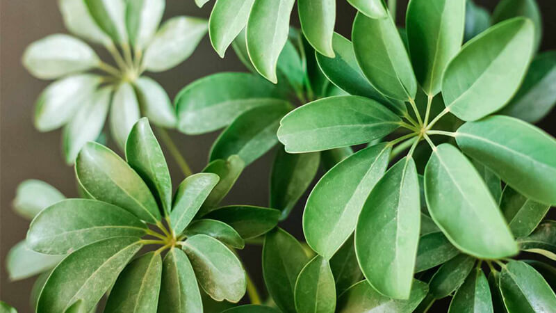 Cây ngũ gia bì vừa là thuốc vừa là cây cảnh quen thuộc