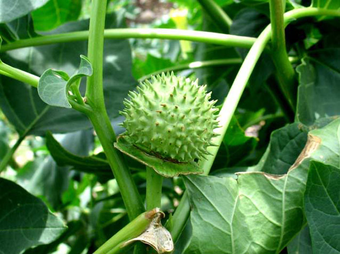 Cây cà độc dược còn được gọi là mạn đà la