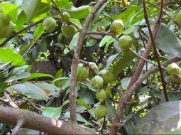 Cây bứa có quả chua thanh rất đặc trưng