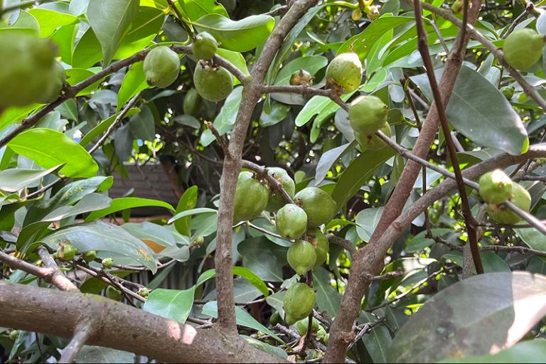 Cây bứa có quả chua thanh rất đặc trưng