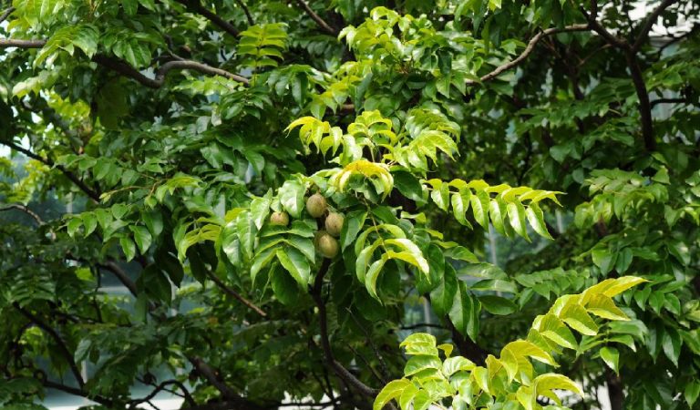 Lát hoa thường được dùng phần vỏ thân