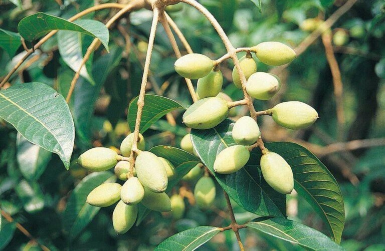 Cây trám trắng có hình thức giống trám đen nhưng quả có vị chua