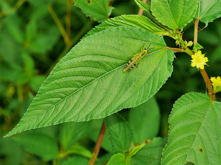 Cây rau đay được bà con sử dụng rất nhiều trong các bữa cơm canh