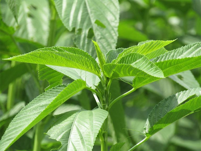 Tác dụng nổi bật của rau đay là thanh nhiệt