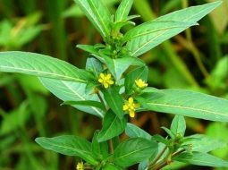 Rau mương trị vi khuẩn HP dạ dày: Mẹo hay dân gian và những lưu ý