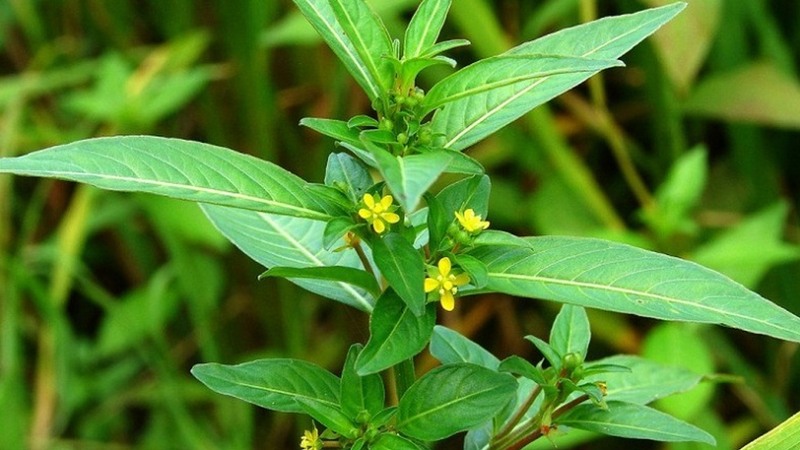 Rau mương trị vi khuẩn HP dạ dày: Mẹo hay dân gian và những lưu ý