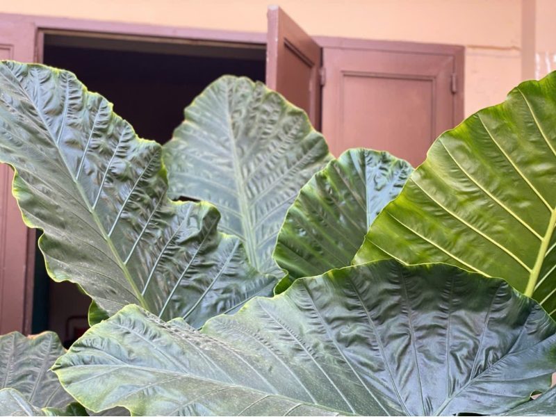 Cây tai voi còn được gọi là cây ráy voi