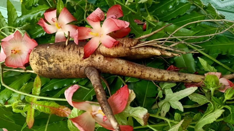 Cây sâm báo hỗ trợ tốt cho người có cơ thể suy nhược