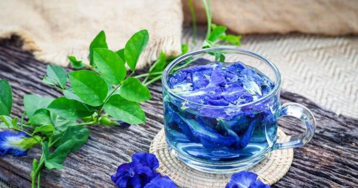 Hoa đậu biếc có trị mất ngủ không? Lời giải từ góc nhìn Nam y