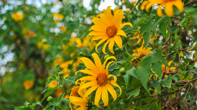 Cây dã quỳ thuộc họ cúc